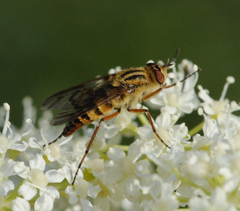 Thereva flavipilosa