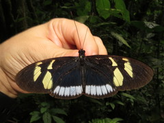 Heliconius cydno cydnides