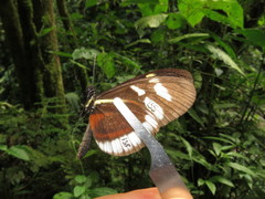 Heliconius cydno cydnides