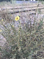 Verbascum sinuatum