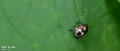 Menida