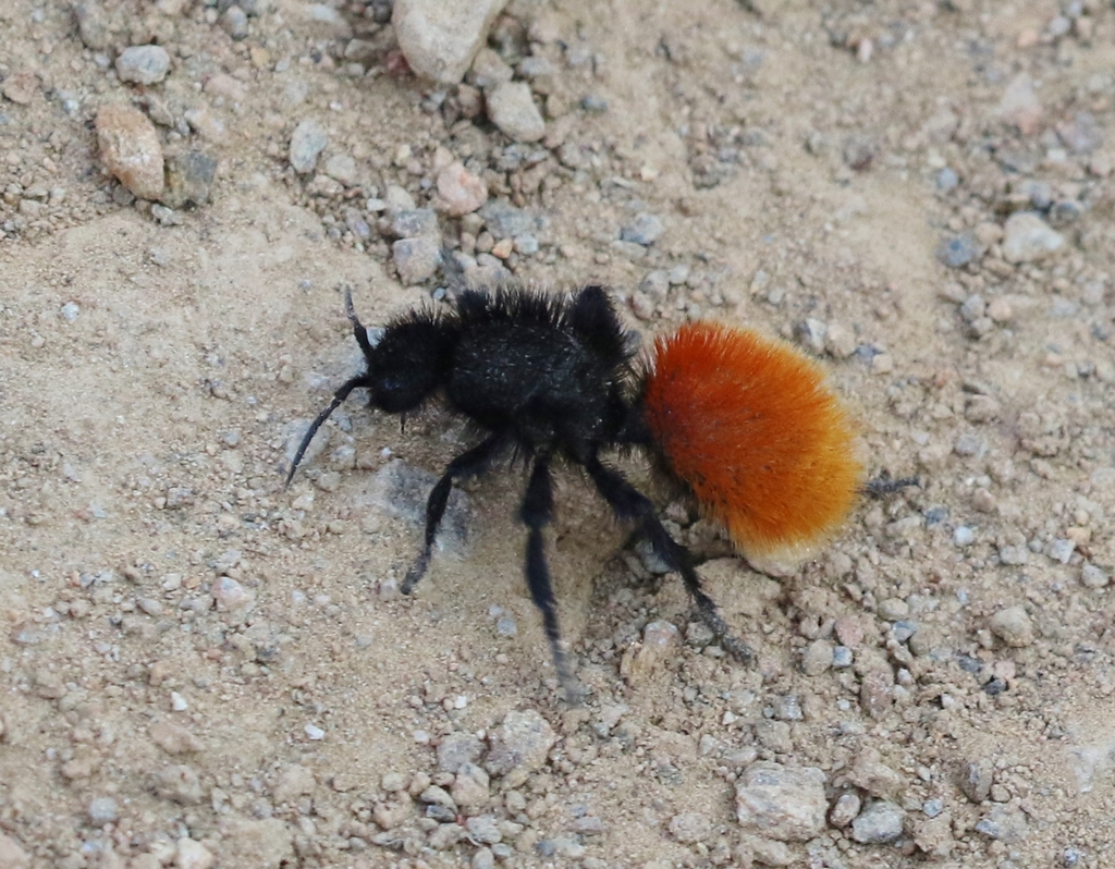 Magnificent Velvet Ant