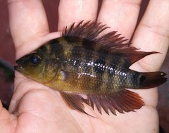 Amphilophus citrinellus