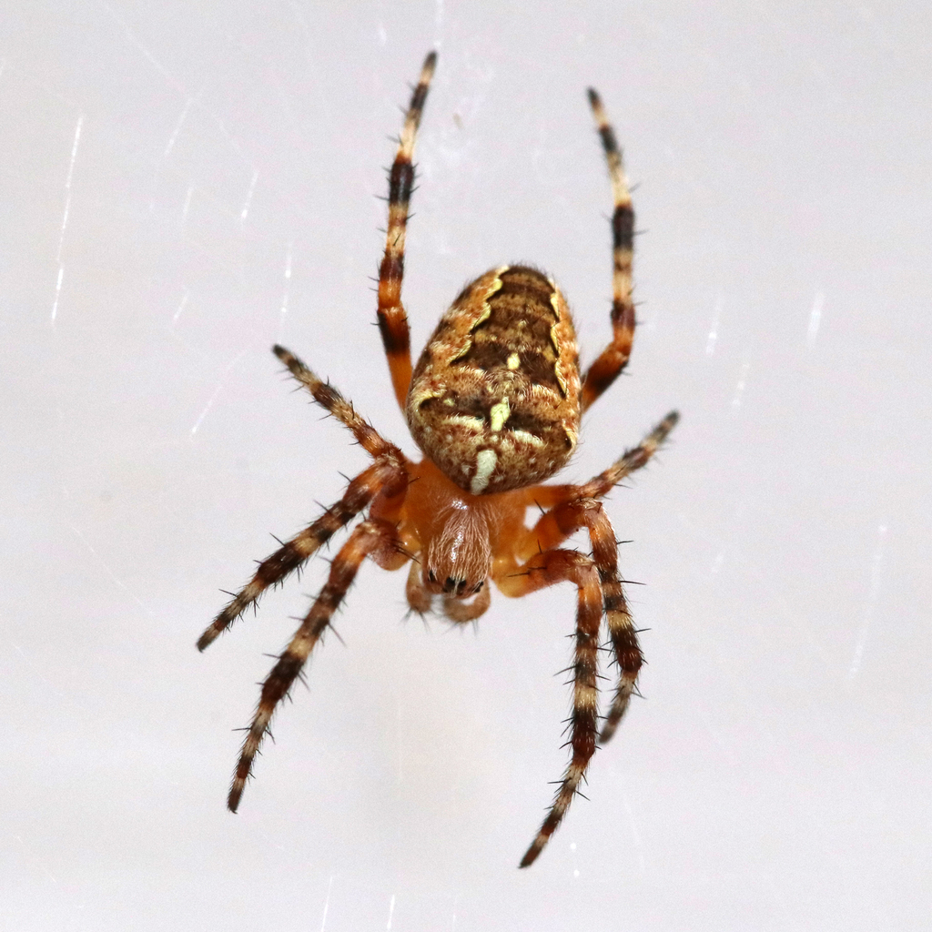 Cross Orbweaver from 42 Beech St, Moncton, NB E1A 4G4, Canada on August ...