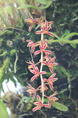 Cymbidium bicolor