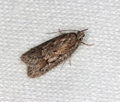 Acantholena siccella