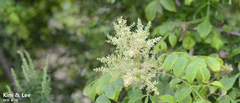 Rhus javanica