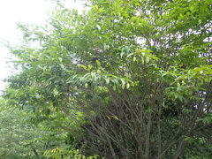 Carpinus japonica