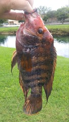 Amphilophus citrinellus