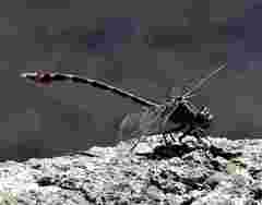 Phyllogomphoides stigmatus