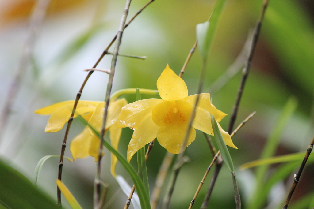 Dendrobium hancockii Rolfe