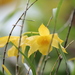 Dendrobium hancockii - Photo (c) Steven Kurniawidjaja, algunos derechos reservados (CC BY-NC), subido por Steven Kurniawidjaja