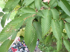 Carpinus japonica