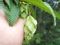 Carpinus japonica