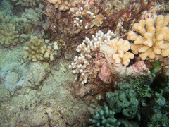 Montipora angulata