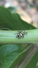Salticinae