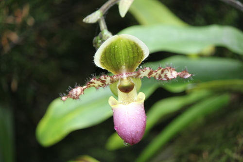 Liem's Paphiopedilum (Paphiopedilum liemianum)
