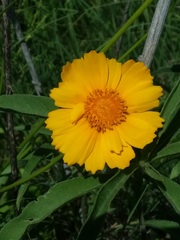 Coreopsis palmata