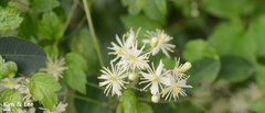 Clematis apiifolia