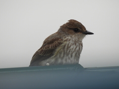 Pyrocephalus rubinus