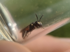 Hylaeus nelumbonis