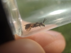 Hylaeus nelumbonis