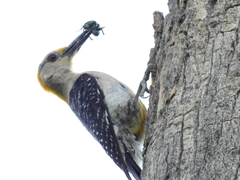 Melanerpes aurifrons