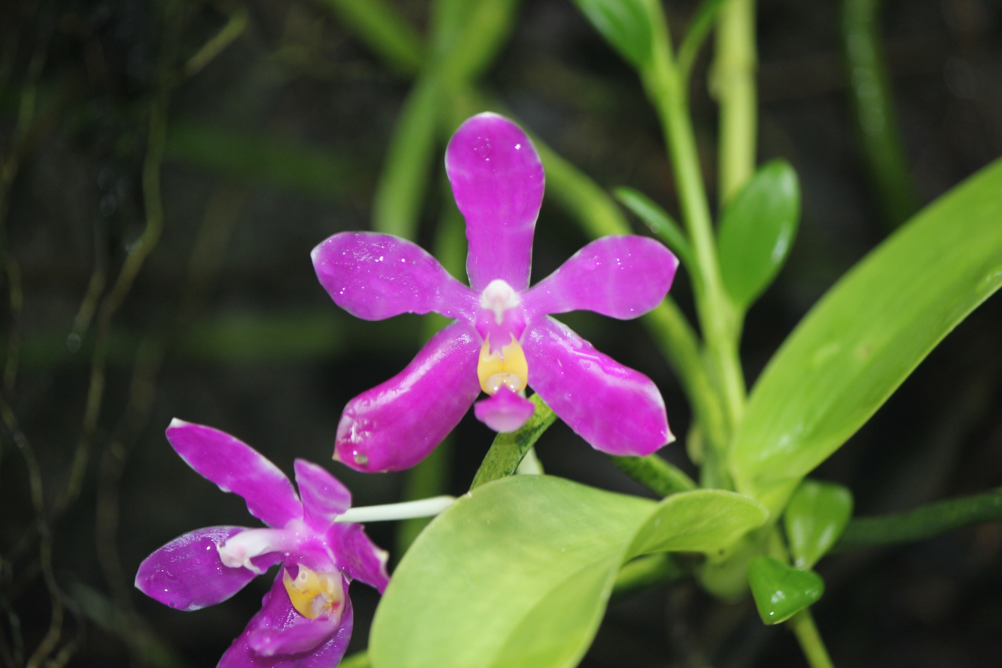Phalaenopsis pulchra - Growing Guide & Care Tips | BioGardens.org