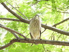 Nycticorax nycticorax