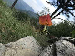 Lilium michauxii