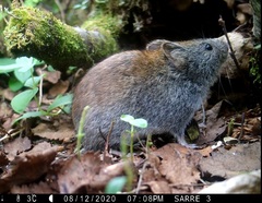 Craseomys rufocanus