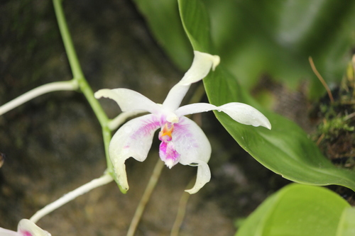 Fimbriata Orchid