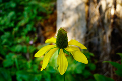 Rudbeckia maxima