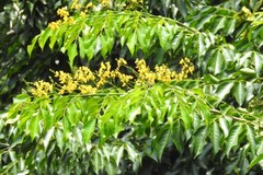 Pterocarpus