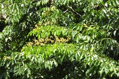 Pterocarpus