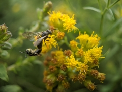 Protandrena andrenoides