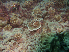 Montipora angulata