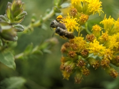 Protandrena andrenoides