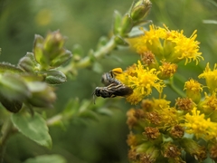 Protandrena andrenoides