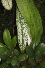 Maxillaria reichenheimiana