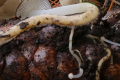 Strobilurus esculentus