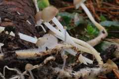 Strobilurus esculentus