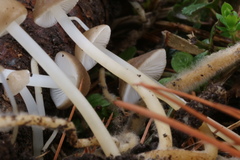 Strobilurus esculentus
