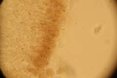 Strobilurus esculentus