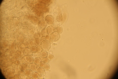Strobilurus esculentus