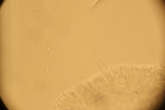 Strobilurus esculentus