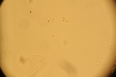 Strobilurus esculentus