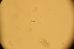 Strobilurus esculentus