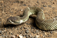 Crotalus oreganus oreganus