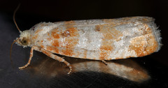 Eucopina
